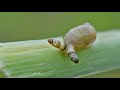 This Mind-Controlling Parasite Turns Snails Suicidal