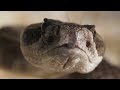 Look Inside a Rattlesnake's Rattle | Deep Look