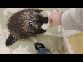 How do you keep your porcupine from drinking out of the toilet?