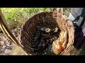 Create Good idea Catching  A Lot Crabs After The Sea Low Near Mangrove Forest | BONG VATH |