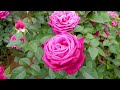 Keisei Rose Garden 2021 Spring. #京成バラ園 #rose