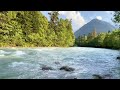 Redwoods Forest River & Birdsong | Relaxing Nature Sounds in 4K | 3 Hours