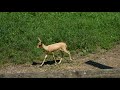 White Antelope running around, playing with babies. Wrestling, spearing.