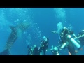 Curious whale shark watches divers doing safety stop