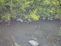 Amazon creek otter in Eugene, Oregon.