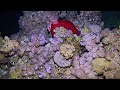 Red Sea Night Scuba Diving