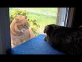 Cat fight through the window.