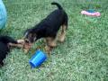 Airedale Puppies playing 7-8 weeks-old