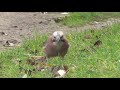 Eurasian Jays Foraging in Autumn