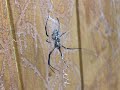 Garden spider trapping a grasshopper