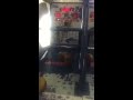 Sonic Allstar Basketball machine