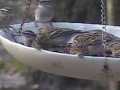 birds in feeder dishes