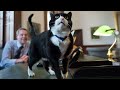 Surprising Facts About Tuxedo Cats