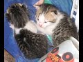new babies #kitten #cat #cute #pet