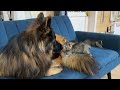 Giant German Shepherd Gets Attacked By Fearless Kittens