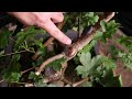 18 Months Bonsai Trunk Progress Of My Field Maple