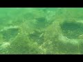 Fish nests in Bass Bay on Lake George