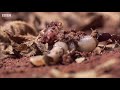 Building a New Home | Natural World: Ant Attack | BBC Earth