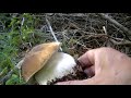 porcini di montagna 15 luglio 2017 che funghi!