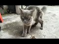 Rescue Kucing Terkurung di Rumah Kosong//Lapar//Kurus.