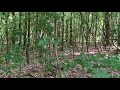 Nyúl az erdőben / rabbit in the forest