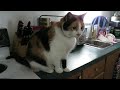 My Cats - Part 2... 14 Years Later - 1001st Video!!!