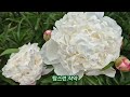 설레는 오월의 장미/Flowers  in my front yard