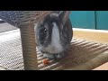 Bunny eating a carrot