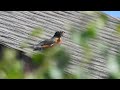 American Robin bird with live earthworm in her beak