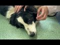 狗狗被截斷四肢跟耳朵，脖子全是勒痕，乖乖躺在地上治療讓人心疼