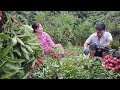 Harvesting zucchini, harvesting Thanh Ha lychees - Thu Hien Farm