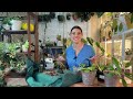 HOYA CARE Wax Plant- Hoya Watering, Lighting, Blooms, Repot, Soil, Fertilizing - Houseplant Care 101