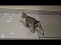 our cat love to tear papers #trending #shorts #video #youtubeshorts #viral #trending #subscribe #fun