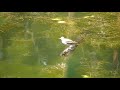 Spotted Sandpiper baby