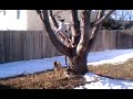 Tree climbing dog