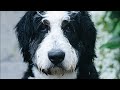 7 Things You Must Never Do With Your Bernedoodle Dog