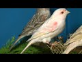 Волшебное пение кенара Звуки природы Пение птиц Magic singing of Kenar Sounds of nature birds