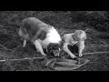 Lassie | Lassie's Decision | Full Episodes | Old Cartoons | Videos For Kids  🐕