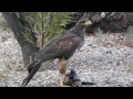 Hawk eating pigeon - Phoenix, AZ