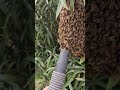 SoCal Bee Removal And Relocation- Swarm In Poway. Live Removal Only. Did You Spot The Queen?