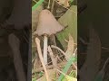 Coprinopsis mushroom (inky cap mushroom)