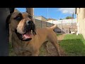 Malachi Nala a feisty female #boerboel 13months