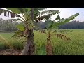 jaga burung di sawah