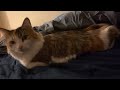 My Cats Want To Get Involved with THANKMAS 2021 Part 2 — The Pretty Lily? Or… SNAAAAAKE!!
