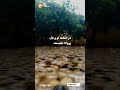 دکلمه شعر زیبا باران که شدی مپرس این خانه کیست 🌸🦋😊