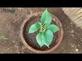 How to Grow Mulberry in Pot Container