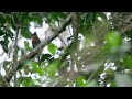 Calling Broad-billed Motmot  (Electron platyrhynchum) Sadiri Lodge, Madidi National Park, Bolivia