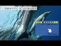【水族館】シャチだけじゃないぞ！シロイルカが想像以上に可愛らしかった名古屋港水族館！