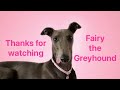 Why do GREYHOUNDS wear COATS? How to dress your GREYHOUND for all weathers