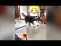 😘 When Cats Are So Silly 😹 I will die laughing 😸 Funny Cats Moments 😆